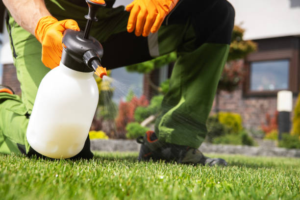 Best Termite Control Services  in Joshua Tree, CA