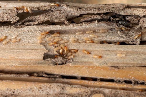 Joshua Tree, CA Pest Control Company