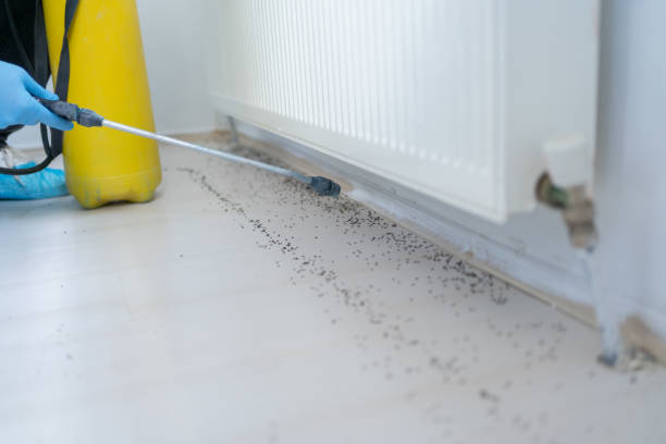 Best Wasp Removal Services  in Joshua Tree, CA